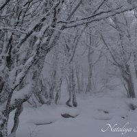 Природа Крыма :: Amazing Cosmea