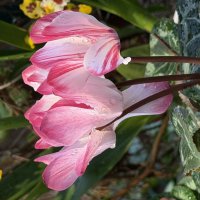Цикламены :: Pippa 