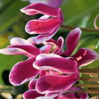 Цикламены :: Pippa 