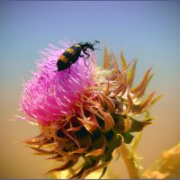 *** :: Александр. AVG100 ---