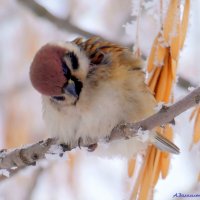 Что-то меня совсем вырубает... :: Андрей Заломленков