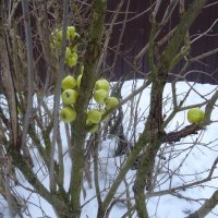 Замороженные яблоки :: Татьяна Р 