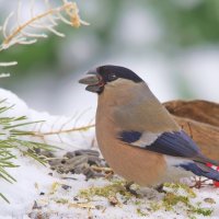 Вкусняшка :: Вячеслав Минаев