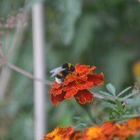 Шмель и цветок :: Prizrak 777