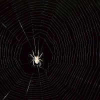 Паучок :: Prizrak 777