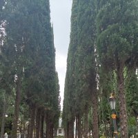 Аллея :: Виктор 