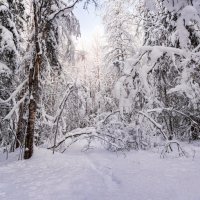 Снежный январь, окрестности Ухты.  В тайге сугробы даже на деревьях :: Николай Зиновьев