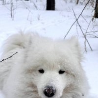 Снежный пёс :: Дмитрий Радионов