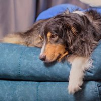 устал как собака :: Артём устал как собака :: Артём