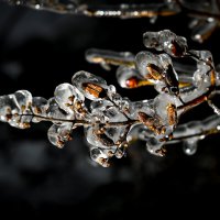 ветка сирени :: Aleksandr 