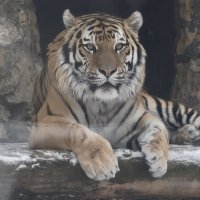 Тигр :: <<< Наташа >>>