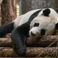 Панда Жуи :: <<< Наташа >>>