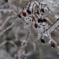 *** :: Екатерина Леш