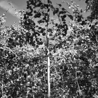 Фотография :: Денис Безногов