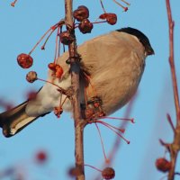 Самка снегиря :: Любовь Сахарова