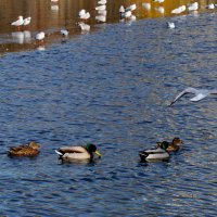 Следуйте за мной... :: Николай Саржанов