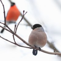 Под присмотром. :: Татьяна Бравая