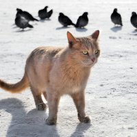 Выхожу один я на охоту....Главное не привлекать внимания...:-) :: Андрей Заломленков