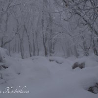 Природа Крыма :: Amazing Cosmea