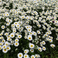 Лето было ромашковым! :: Александр Силинский