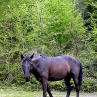 Солох Аул. Прогулка у реки :: Tata Wolf