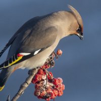 Свиристель и рябина :: Ольга Прикуль