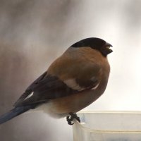 ... :: Юрий Куликов