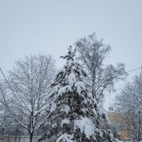 Городская ель в снегу :: Александр Синдерёв