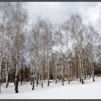 Берёзовая роща :: Ольга Довженко