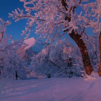 Розовые свет :: Фёдор. Лашков