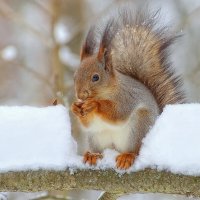 После снегопада :: Вячеслав Минаев