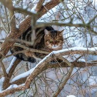 Пристроился. :: Анатолий. Chesnavik.