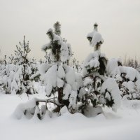 В снежных нарядах :: Андрей Снегерёв