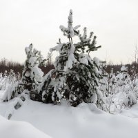 Зимний наряд :: Андрей Снегерёв