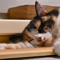 Моя старшая... :: Вадим 