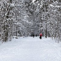 О любителях лыжного спорта. :: Милешкин Владимир Алексеевич 