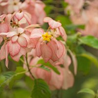 Муссенда розовая. :: Svetlana Galvez