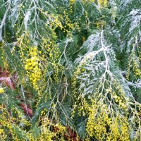 Мимоза в январе под снегом. Сочи :: Tata Wolf