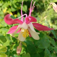 Капелька тепла в зимнюю стужу :: Любовь Сахарова