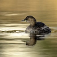 Малая поганка. :: Alexander Amromin