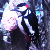 Вот и дятел прилетел :: Людмила Смородинская
