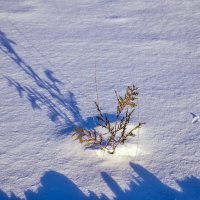 Снег, свет и тени :: Валерий Иванович