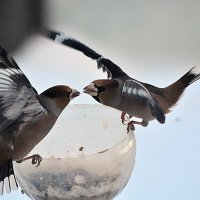 это выяснение отношений или птичий поцелуй ? :: леонид логинов