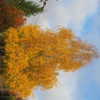 прекрасный октябрь :: Елена Шаламова