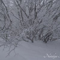 Природа Крыма :: Amazing Cosmea