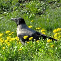 Романтичная ворона :: Лариса С.