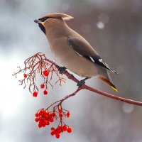 Свиристель :: Василий 