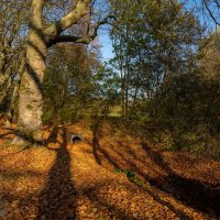 В парке... :: Николай Гирш