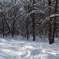 В морозный день :: Freddy 97