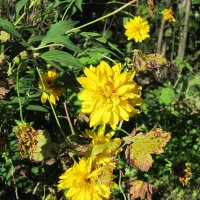 Золотые шары :: Дмитрий Никитин